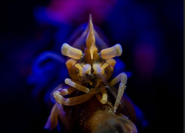 (Ronald Dalawampo, 3rd Place Compact – Nudibranch Portrait, 2018 Anilao Underwater Shootout)
