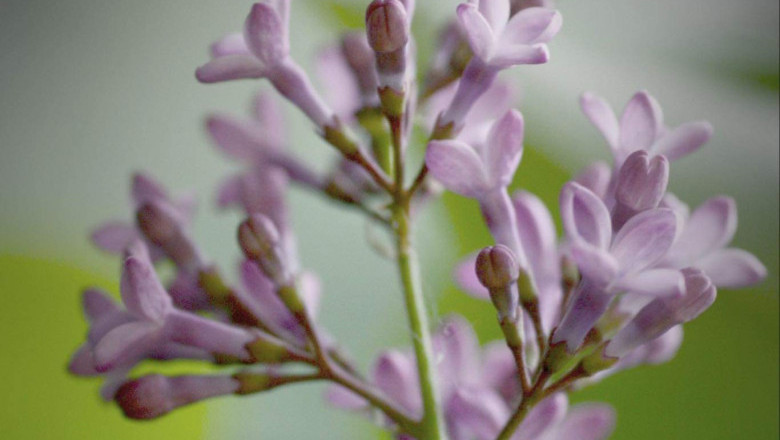 Verse of the Day | Dec 15