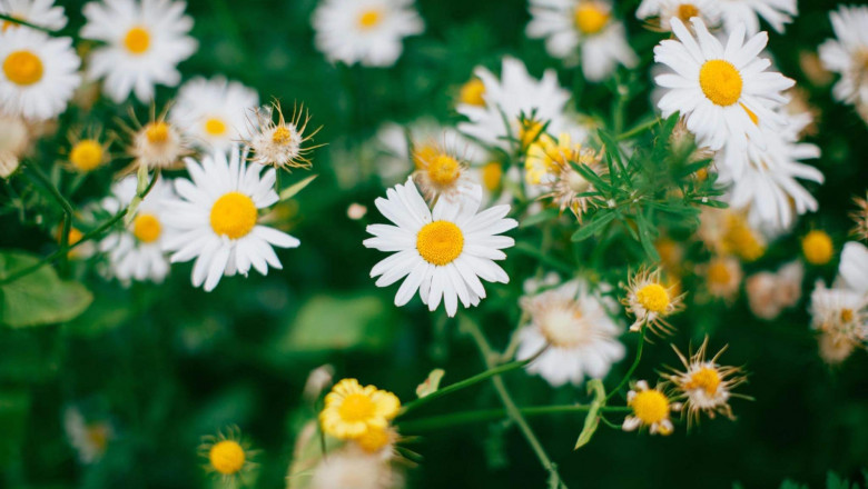 Verse of the Day | Dec 27