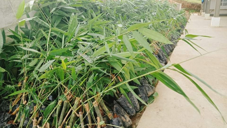 1,000 giant bamboo, abuyog sweet jackfruit gitanom sulod sa Mindanao Training Center sa Digos City