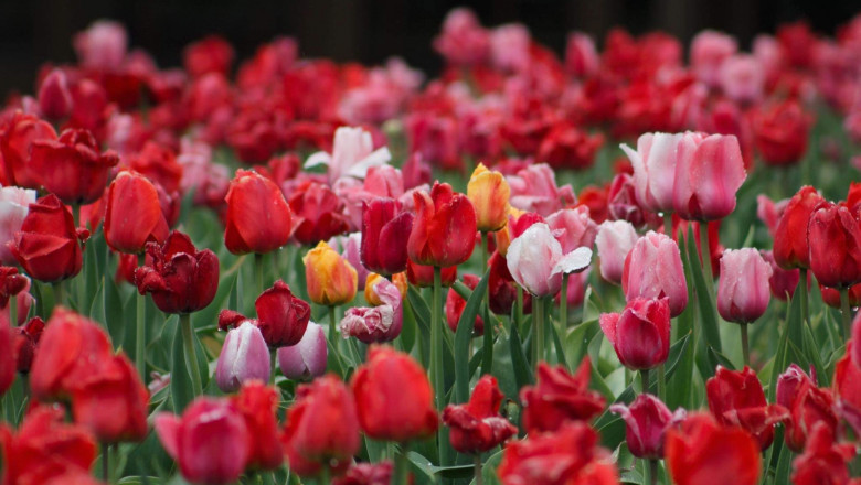 Verse of the Day | Dec 30