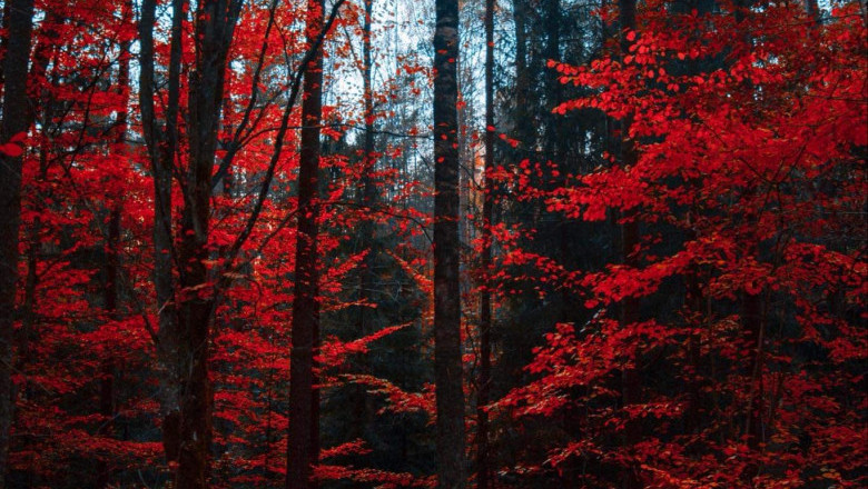 Verse of the Day | Jan 18