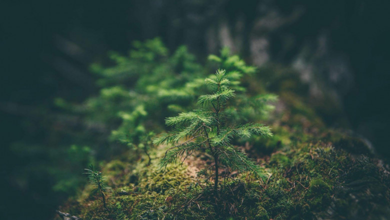 Verse of the Day | Feb 11