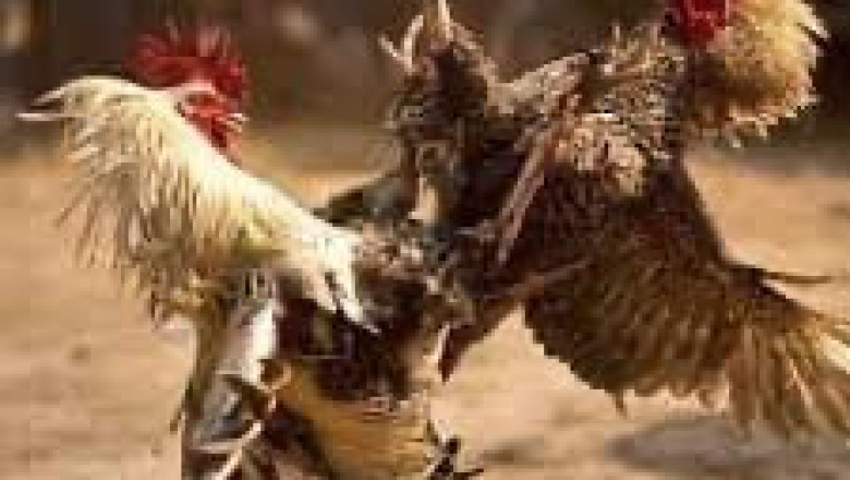 7 cops involved in E-Sabong face admin cases