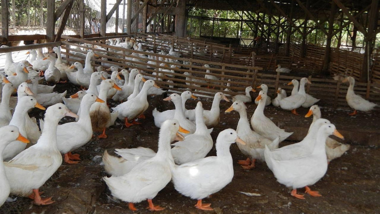 Davao implements stiff measures vs bird flu