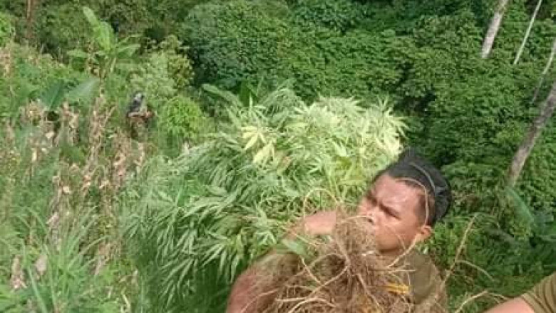P5.2-M worth of marijuana uprooted in Davao del Sur