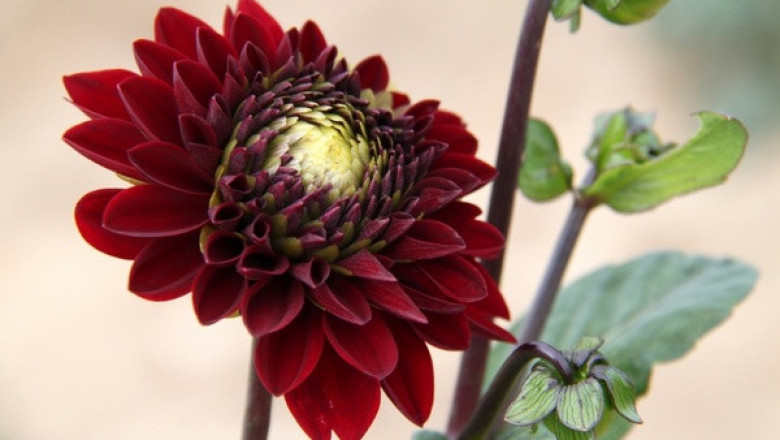 Verse of the Day | April 16