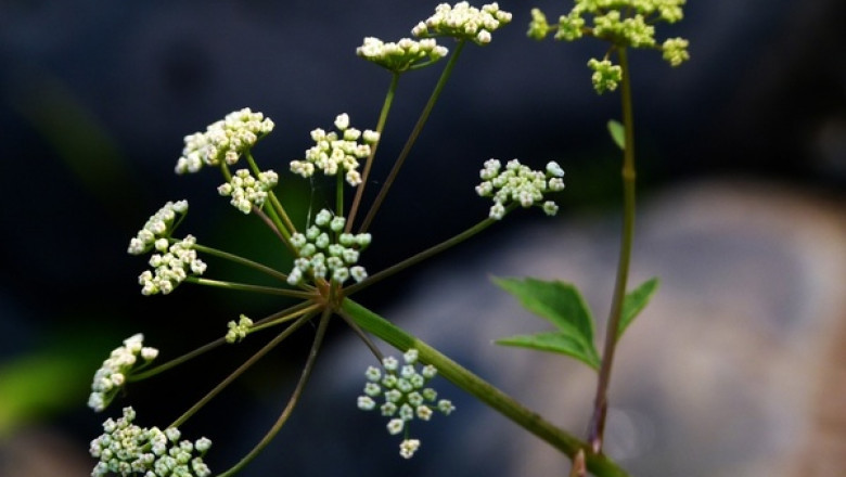 Verse of the Day | April 19