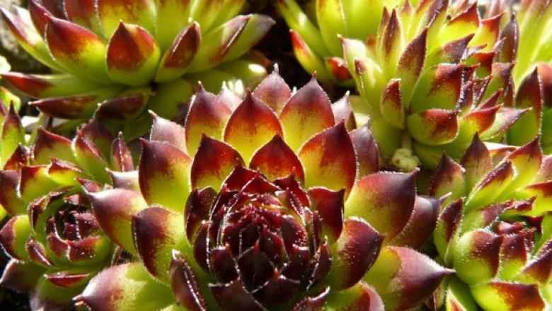 Verse of the Day | May 12