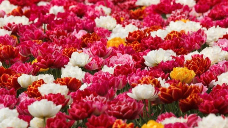 Verse of the Day | May 21