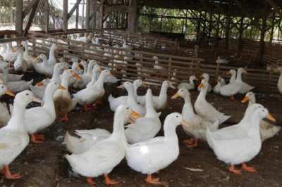 Live birds,  by-products banned in Davao City
