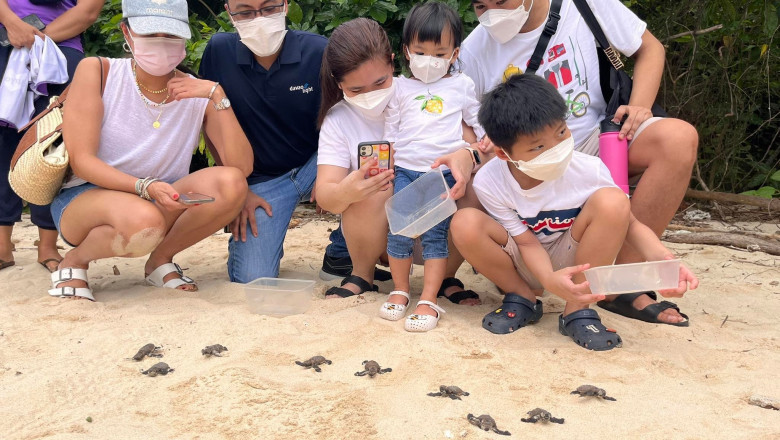 Pawikan hatchlings released, two more nests discovered