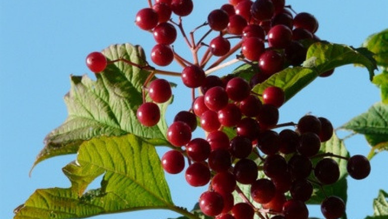 Verse of the Day | May 26