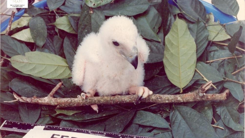 PEF to relocate Philippine Eagle Center to Eden Toril