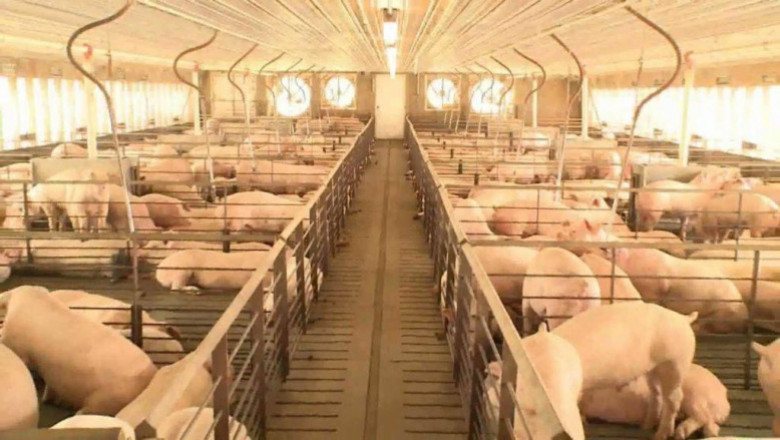 932 barangays sa buong bansa,  ASF-free na: DA