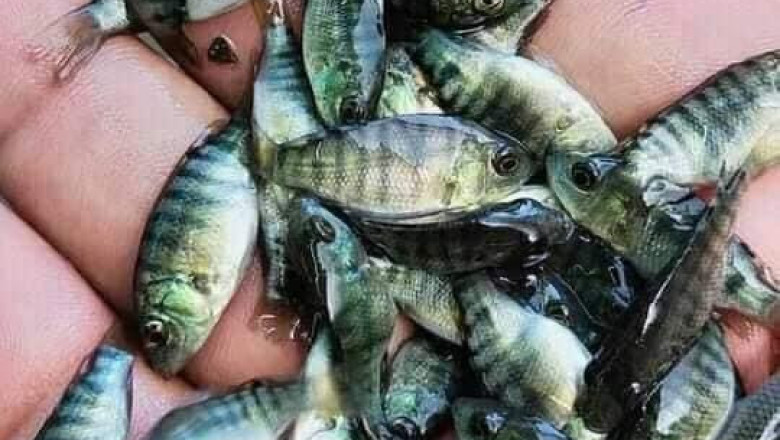 125,000 tilapia fingerlings distributed in agri districts in Davao City