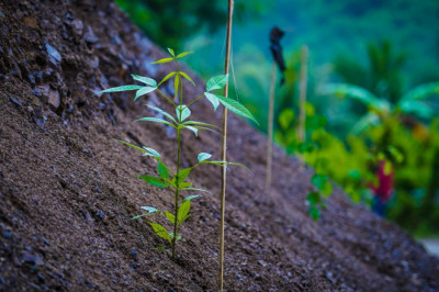 Tree planting marks Arbor Day in Davao City