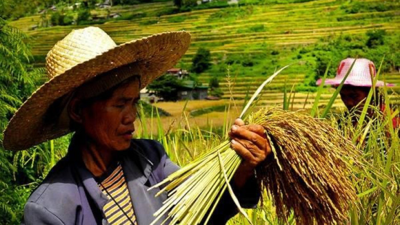 Davao eyes increase in rice, corn production for food security