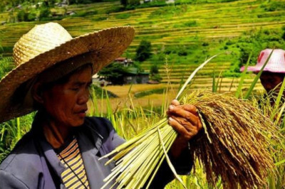 Davao eyes increase in rice, corn production for food security