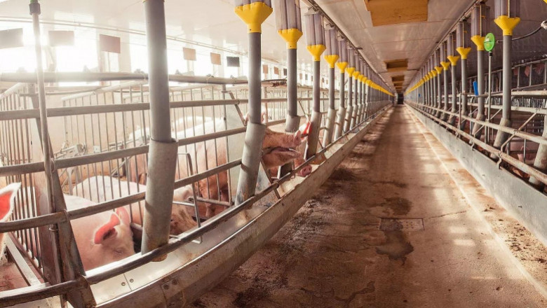 Hog farmers affected by ASF get aid from Davao LGU