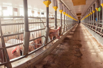 Hog farmers affected by ASF get aid from Davao LGU