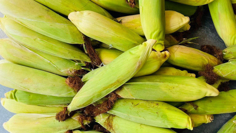 Davao City  corn farmers get aid  for high production yield