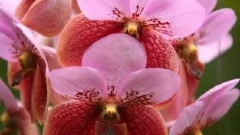 Davao City Agri confirms dwindling production of cut-flowers