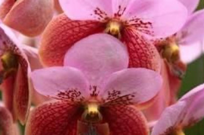 Davao City Agri confirms dwindling production of cut-flowers