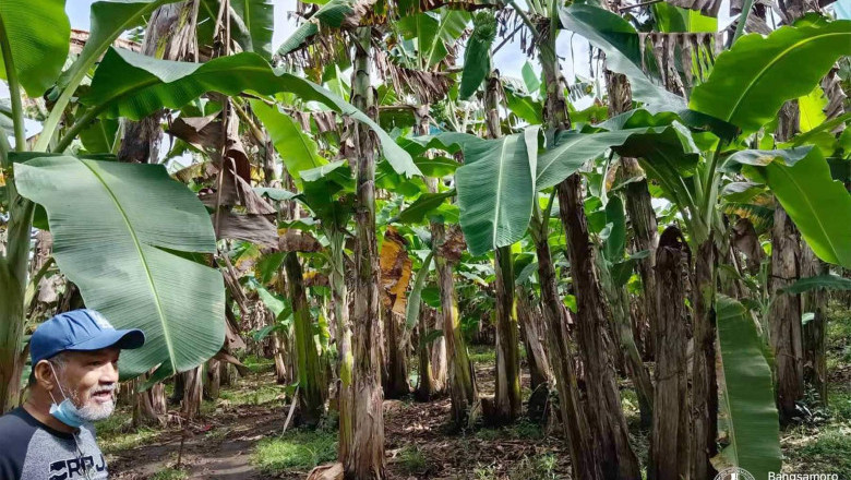 Investors develop former battlefield in Maguindanao as banana farm