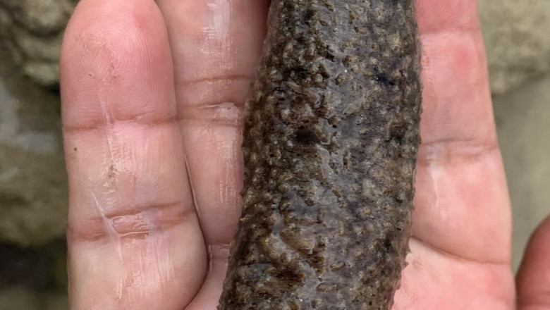 Endangered sea cucumber found in Aboitiz Cleanergy Park