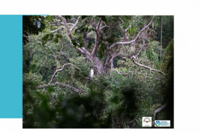 Group pushes to declare Mt. Makabol as critical habitat