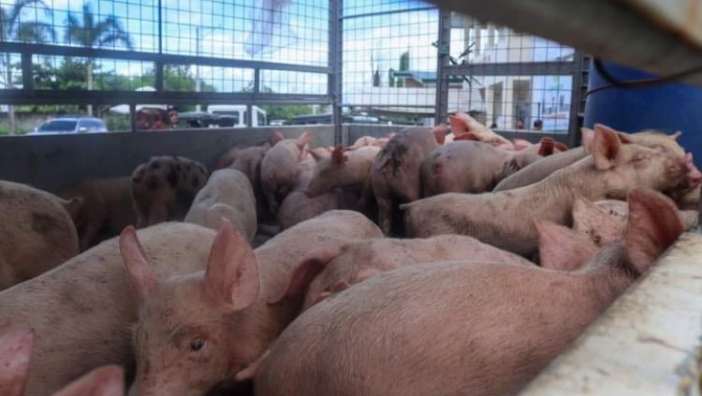 ASF-affected barangays continue to get aid from Davao LGU