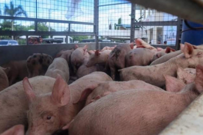 ASF-affected barangays continue to get aid from Davao LGU