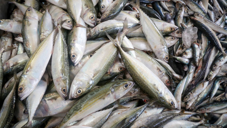 Bohol requires 29,000 metric tons of fish supply: BFAR official
