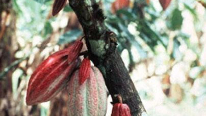 Climate Change affecting cacao production