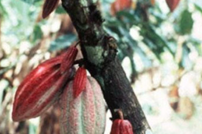 Climate Change affecting cacao production