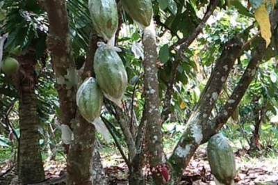 7 cacao farmers in Davao City to compete in Philippine Cocoa Quality Awards