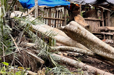 Pagpamutol ug kahoy sa Brgy.Kibalang, Marilog, gi-kuwestyon