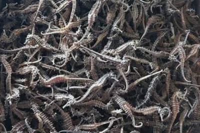 P600,000 kantidad sa dried seahorse, nakumpiska sa Zamboanga City