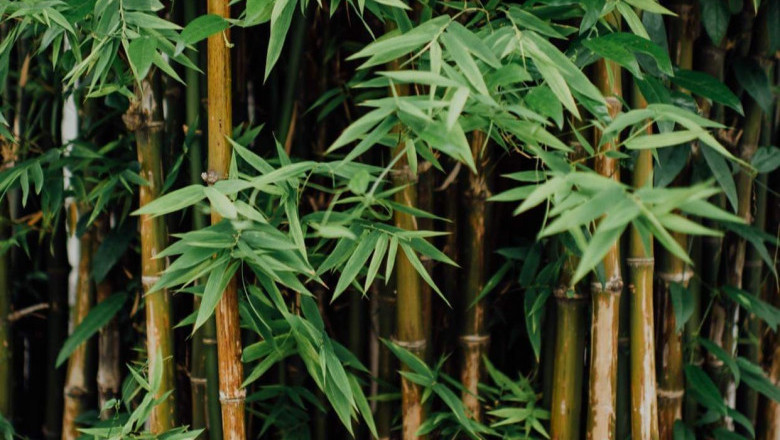 US$20M bamboo investment to enter Davao del Norte