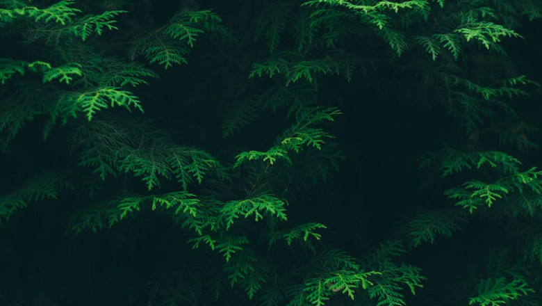 Verse of the Day |  Nov. 15, 2023