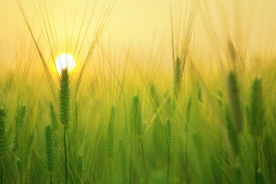 Verse of the Day | August 10, 2024