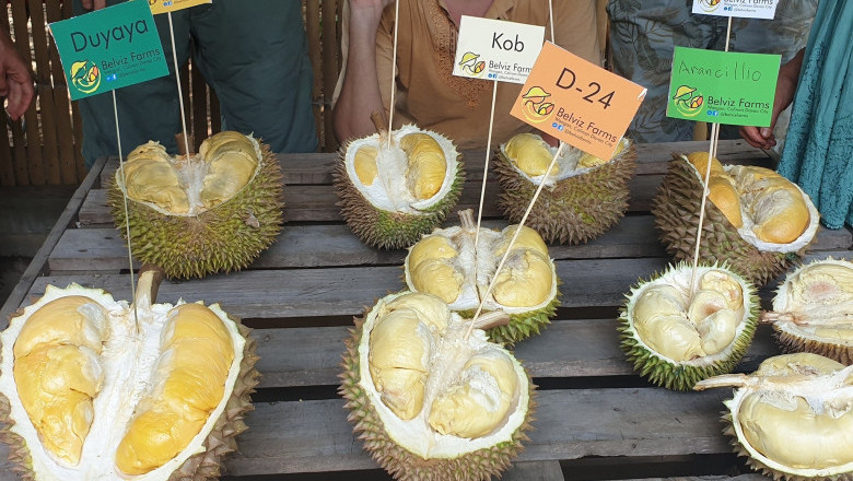 Significant growth in budding Durian export industry noted