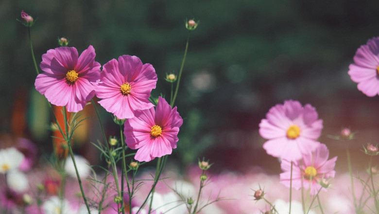 Verse of the Day | December 29, 2924