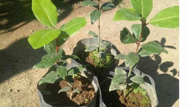 City Agri  reserves 50,000 cacao seedlings for Davao farmers