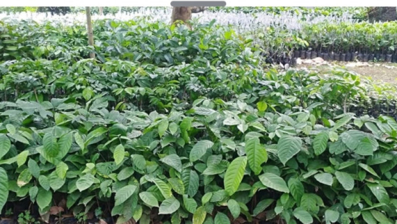 Baguio District residents receive seedlings, fingerlings for livelihood start up