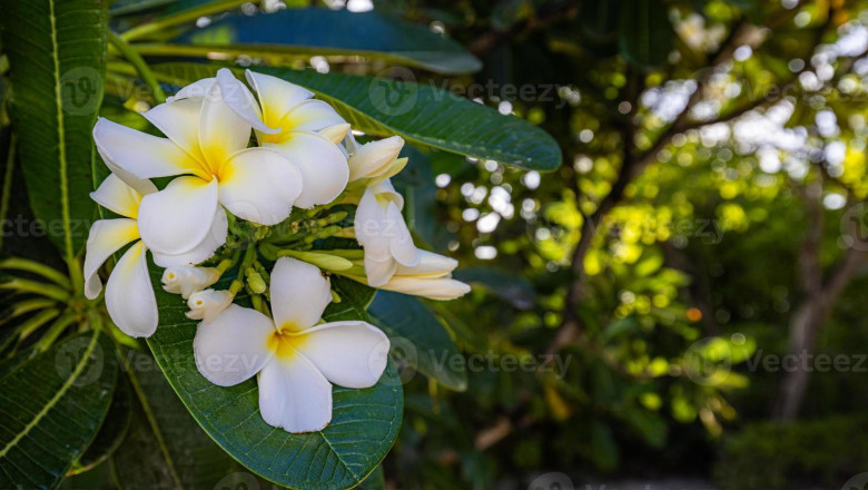 Verse of the Day | March 25, 2025