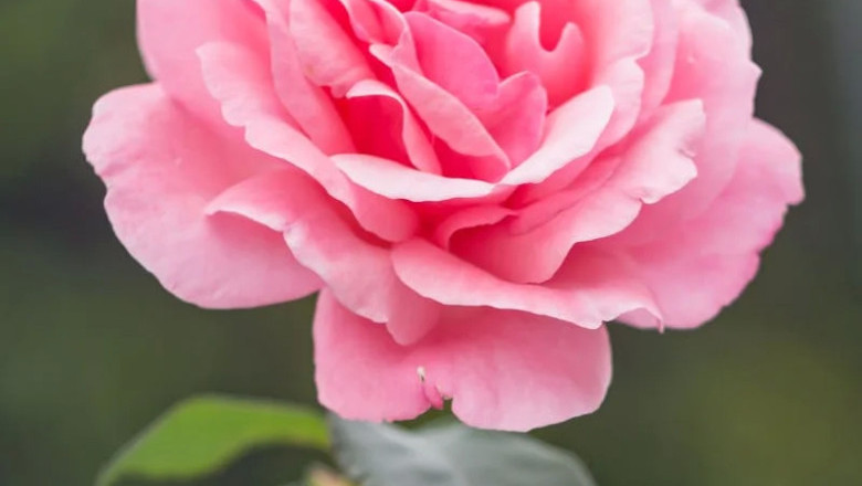 Verse of the Day | August 7, 2025