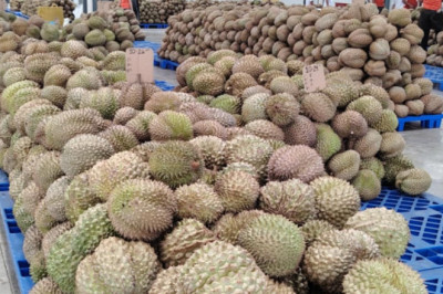 Durian Export Processing Facility  sa Davao City, ibinida ng Chinese Embassy