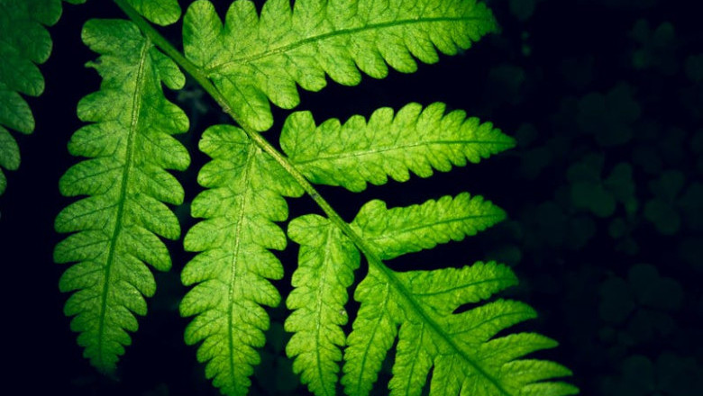 Verse of the Day | November 16, 2025